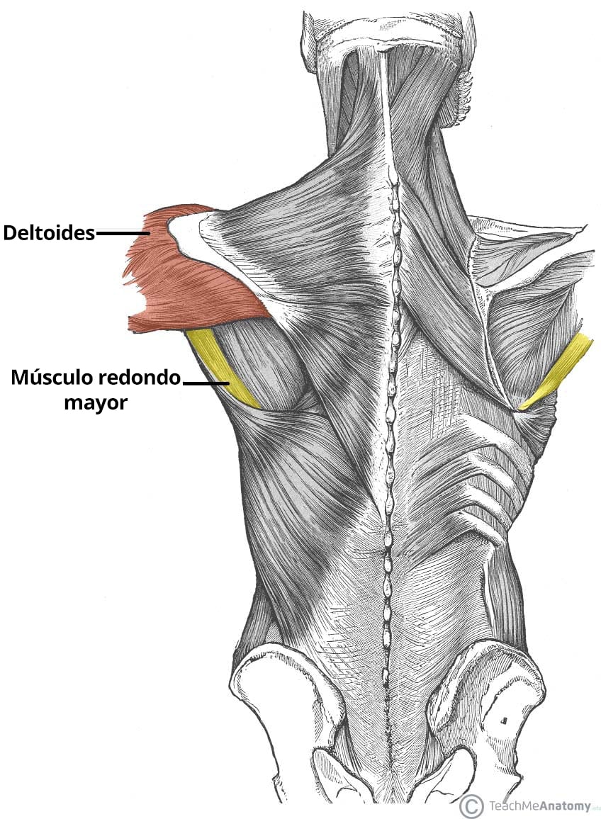 Ilustración de los músculos deltoides y redondo mayor, en la que se destaca su estructura anatómica y su relación con la arteria circunfleja de la escápula.