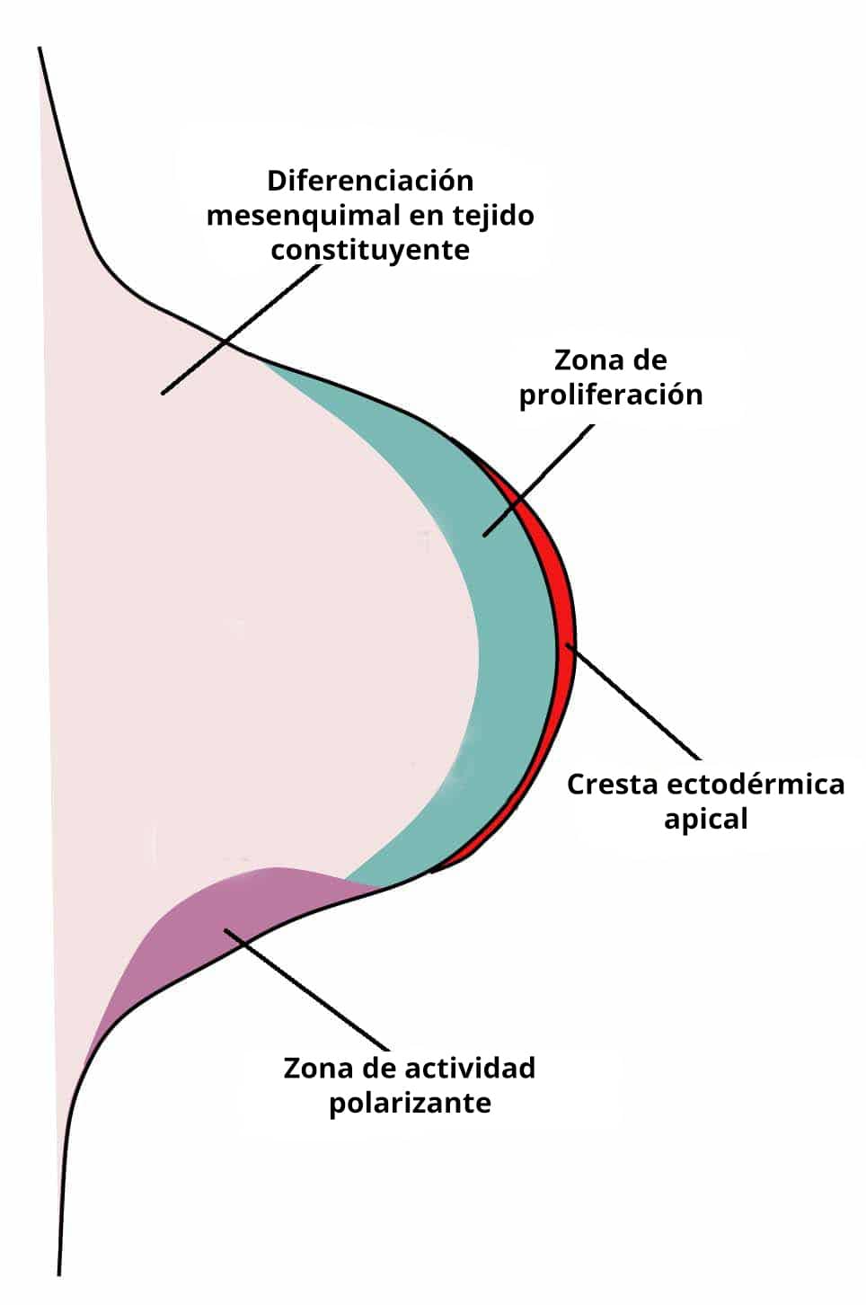 Ilustración del desarrollo de la yema de las extremidades, en la que se destacan la cresta ectodérmica apical y los tejidos subyacentes.
