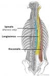 The Intrinsic Back Muscles - Attachments - Actions - TeachMeAnatomy