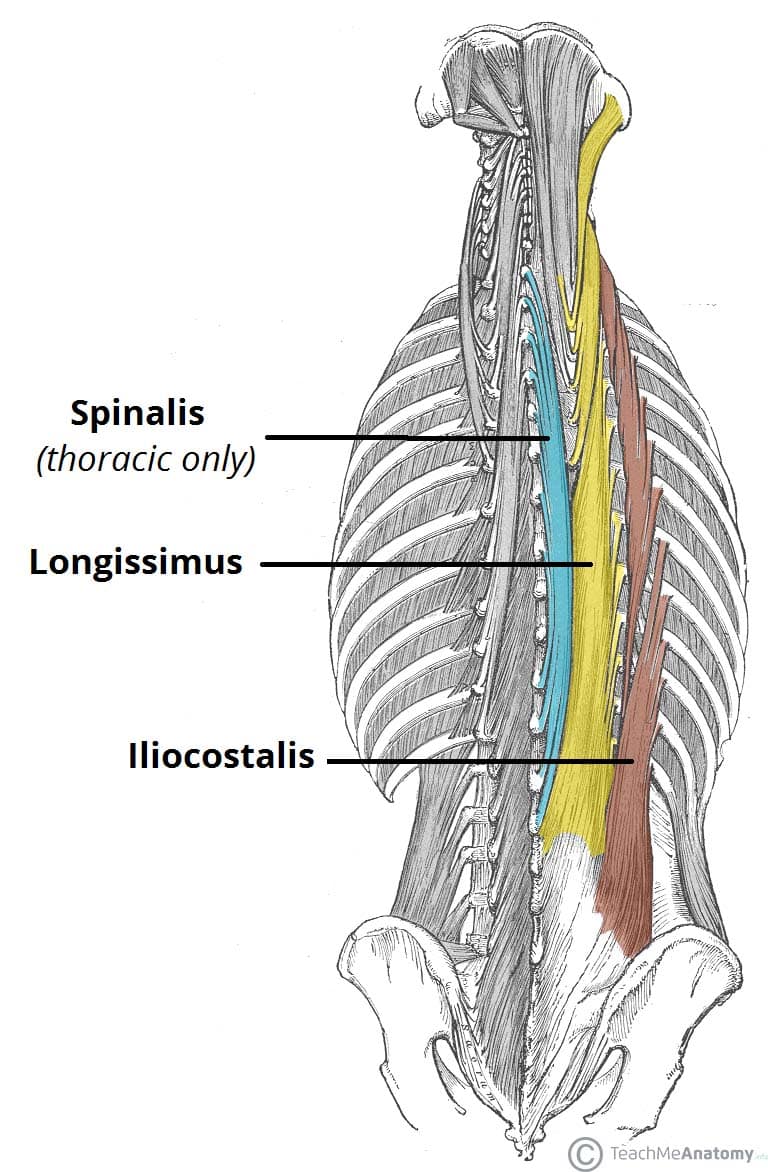 https://teachmeanatomy.info/wp-content/uploads/The-Erector-Spinae-of-the-Back.jpg