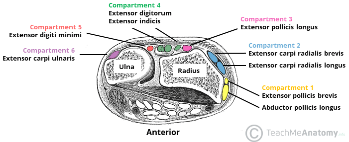 https://teachmeanatomy.info/wp-content/uploads/The-Extensor-Tendon-Compartments-of-the-Wrist.png?utm_source=chatgpt.com