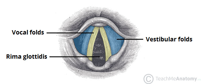 Laryngeal Ligaments and Folds - Vocal - Vestibular ...