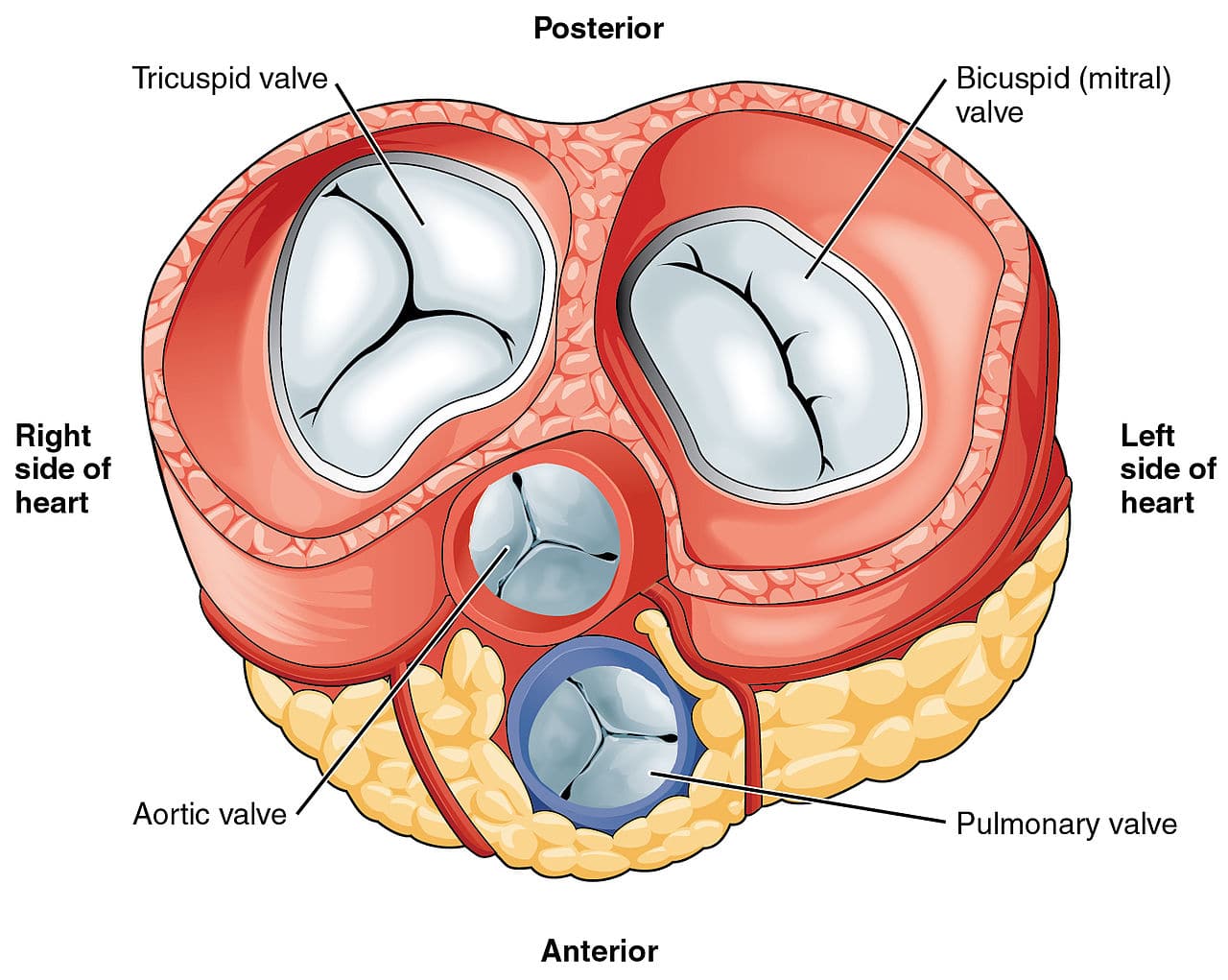 The Heart Valves Tricuspid Aortic Mitral Pulmonary