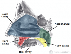 Anatomy illustration showing the hard and soft palate, highlighting their role in separating the nasal cavity from the oral cavity.