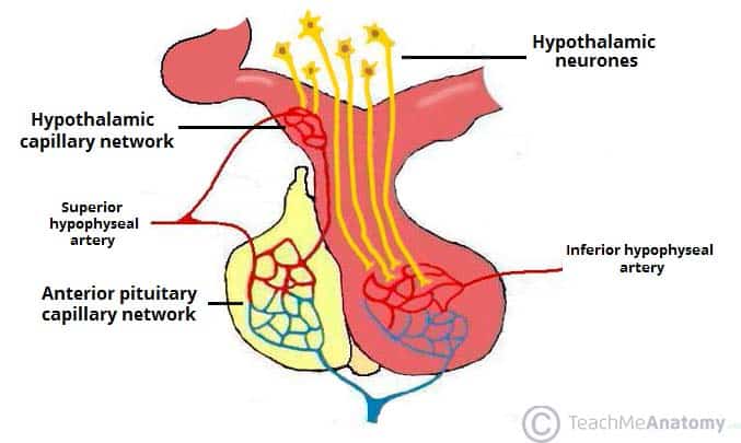 Fig 1.3 - The blood supply to the anterior and posterior lobes of the pituitary gland.