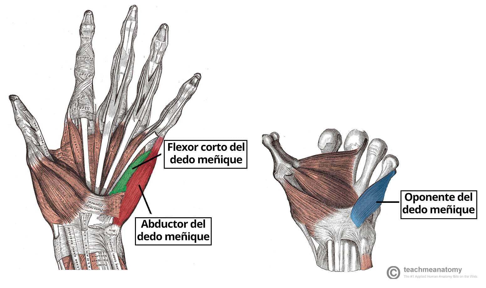 Ilustración de las capas superficial y profunda de los músculos hipotenares de la mano.
