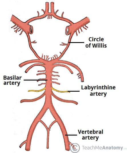 Fig 1.4 - The labyrinthine artery arising from the basilary artery