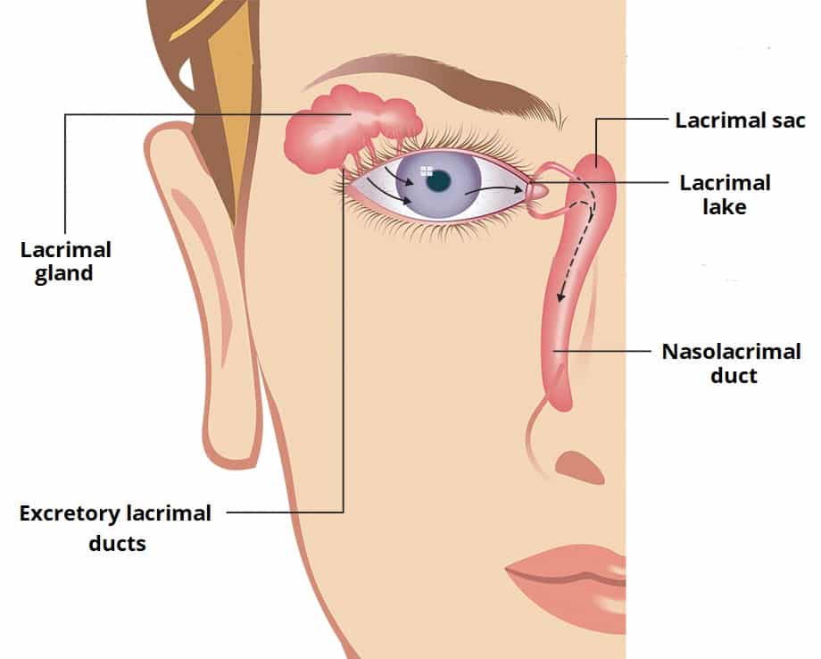 Lacrimal Glands and Apparatus - Vasculature - Innervation - TeachMeAnatomy