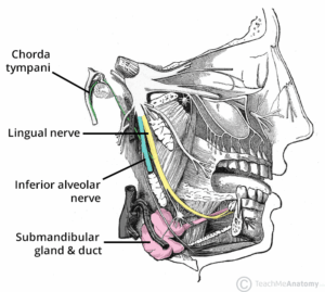 Diagram illustrating the course of the lingual nerve and its anatomical relations.