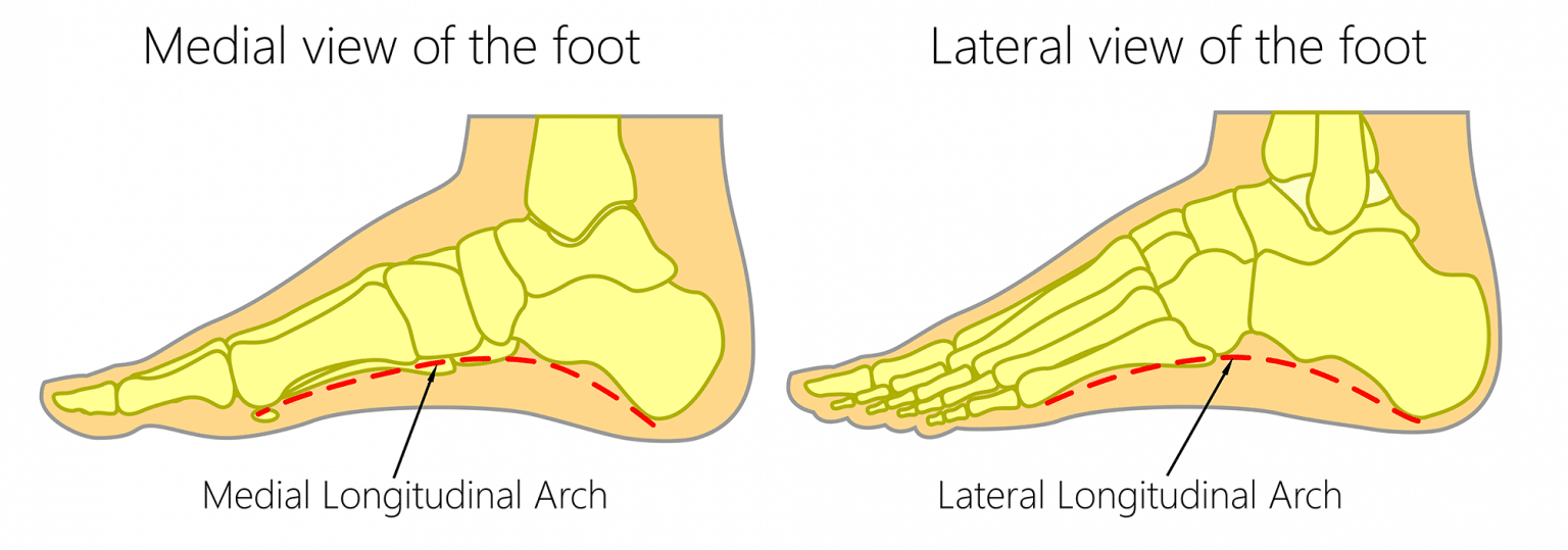 The Arches of the Foot - Longitudinal - Transverse - TeachMeAnatomy