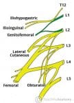 The Lumbar Plexus - Spinal Nerves - Branches - TeachMeAnatomy