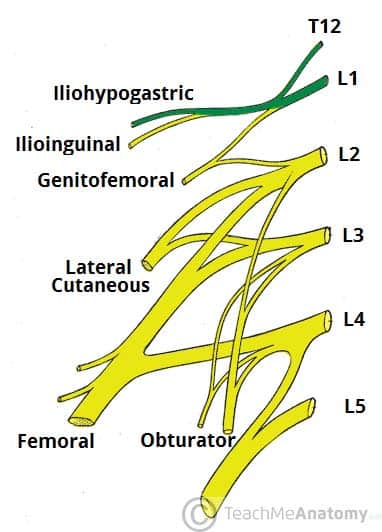 Fig 1.1 - Derivation of the iliohypogastric nerve.