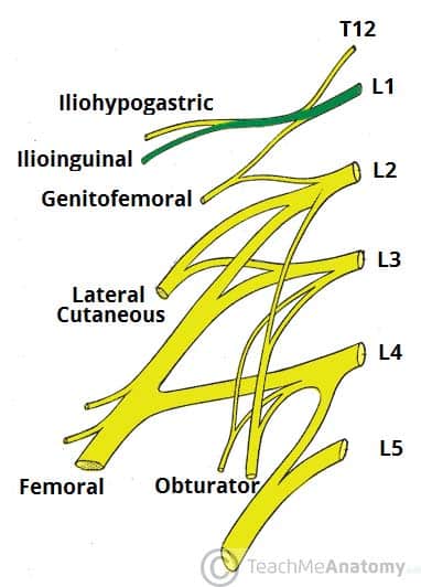 Fig 1.1 - Derivation of the ilioinguinal nerve.
