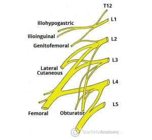 Nerves of the Lower Limb - TeachMeAnatomy