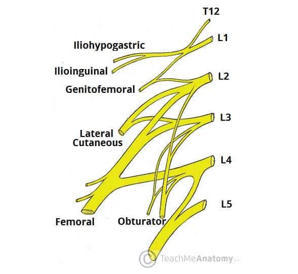 The Lumbar Plexus Spinal Nerves Branches TeachMeAnatomy The Lumbar Plexus Spinal Nerves Branches TeachMeAnatomy