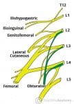 The Lumbar Plexus - Spinal Nerves - Branches - TeachMeAnatomy