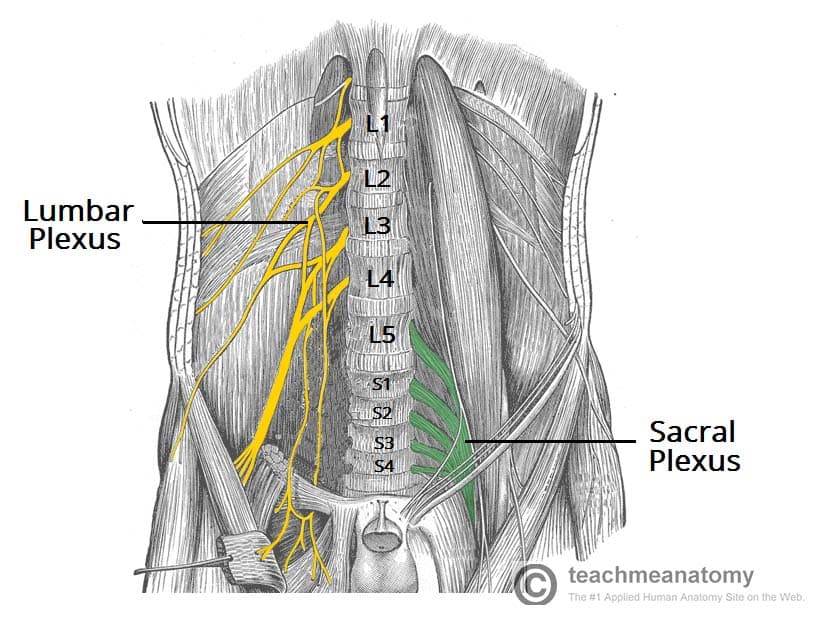 Fig 1.0 - The right lumbar plexus, and the left sacral plexus.