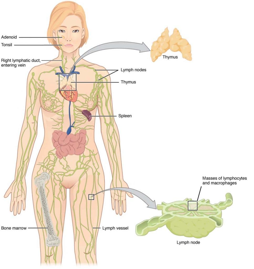 Fig 1 - Overview of the lymphatic system. It contains lymphoid organs, vessels, nodes and lymph fluid.