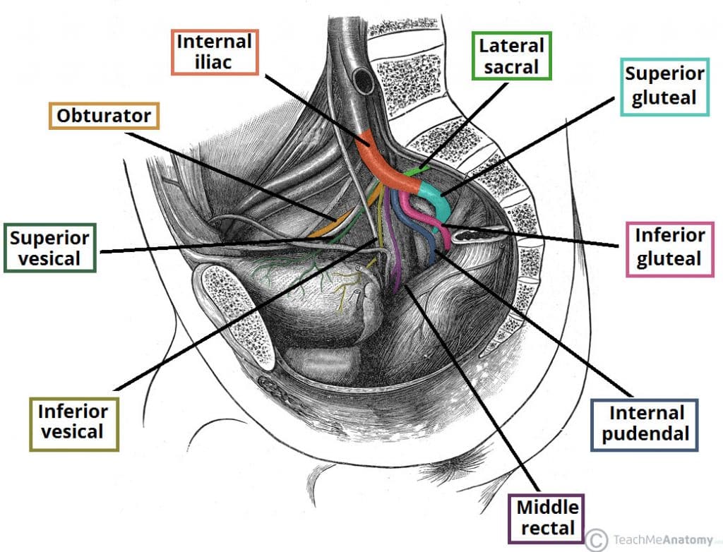 Fig 2 - The major branches of the internal iliac artery. Note that the anterior and posterior trunks are not visible in this illustration.