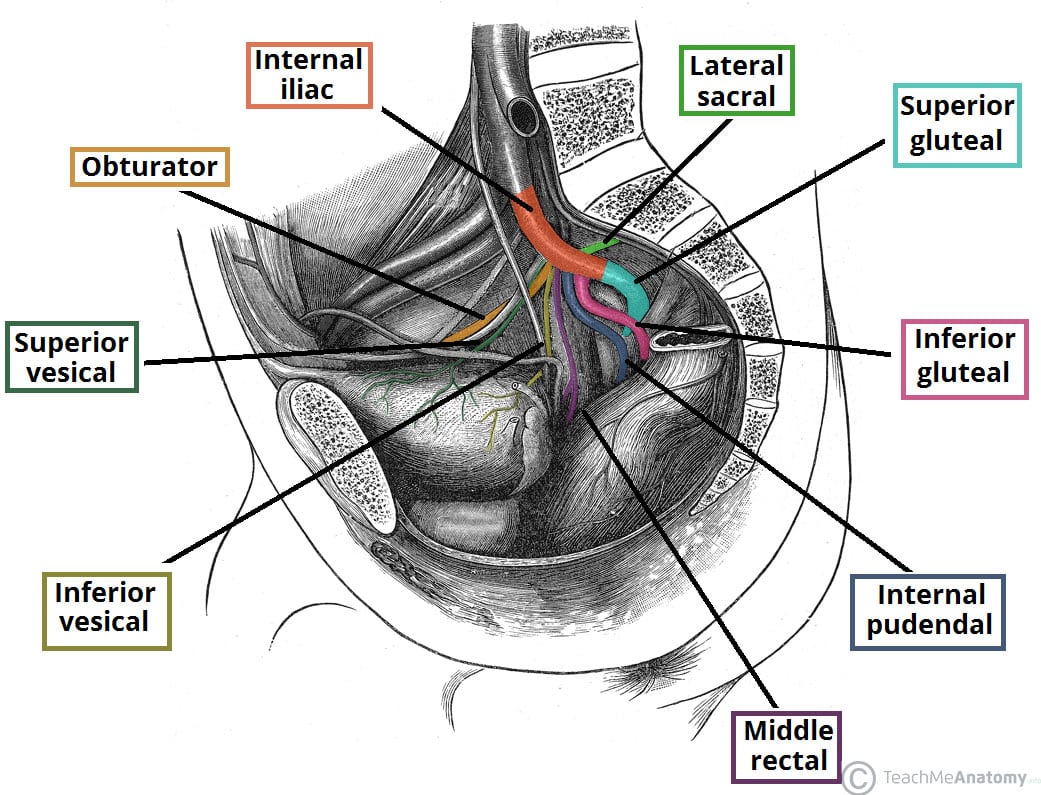 Arterial System Of The Pelvic Cavity #1 by Asklepios Medical Atlas