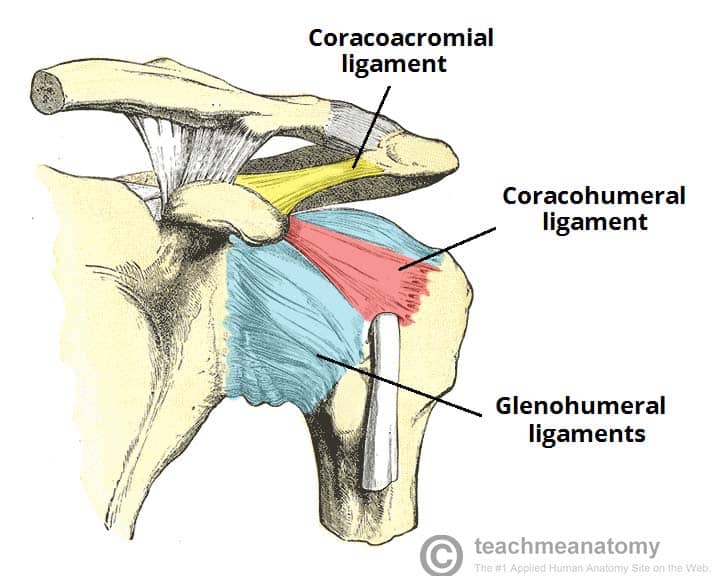 labeled scapula diagram