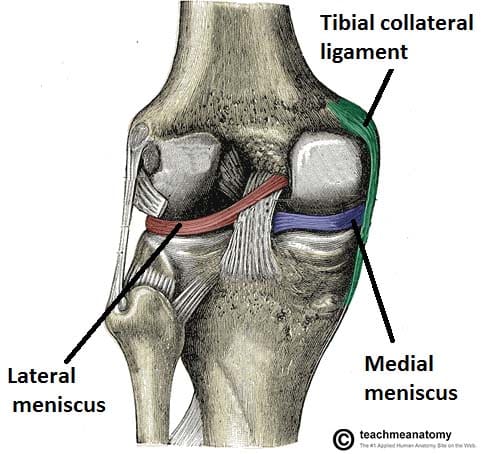 Fig 1.2 - Posterior view of the knee joint, with the joint capsule removed. Note the close relationship of the tibial collateral ligament, and the medial meniscus