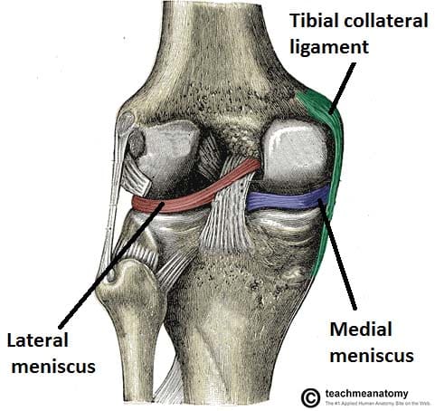 Lateral, Posterior, and Cruciate Knee Anatomy