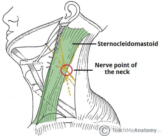 cervical nerves innervation