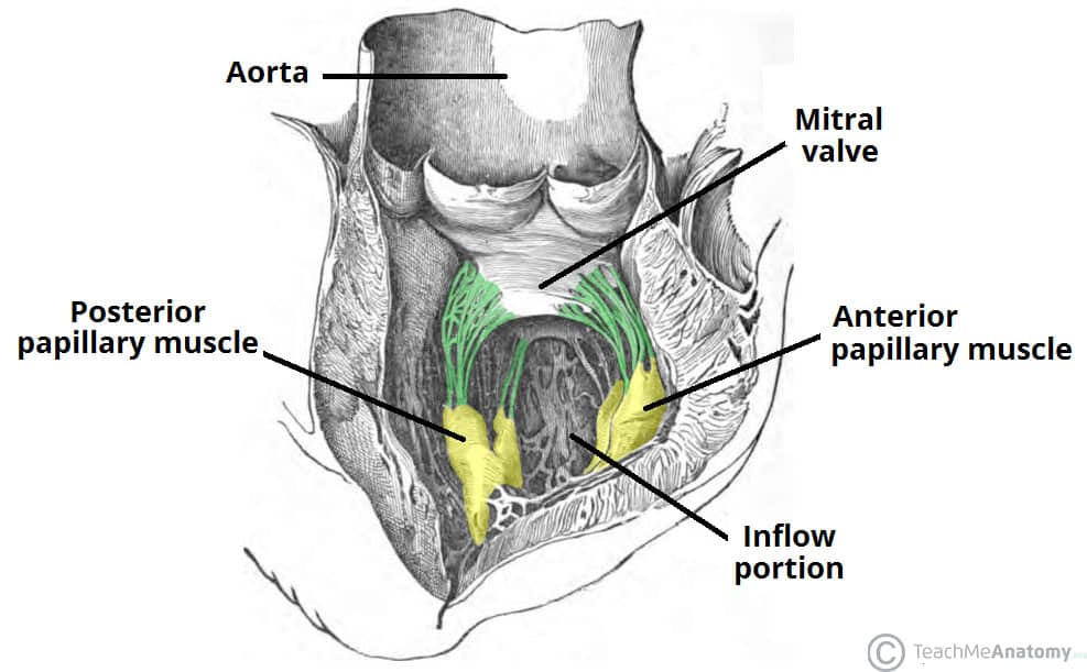 Fig 3 - The papillary muscles and inflow portion of the left ventricle.