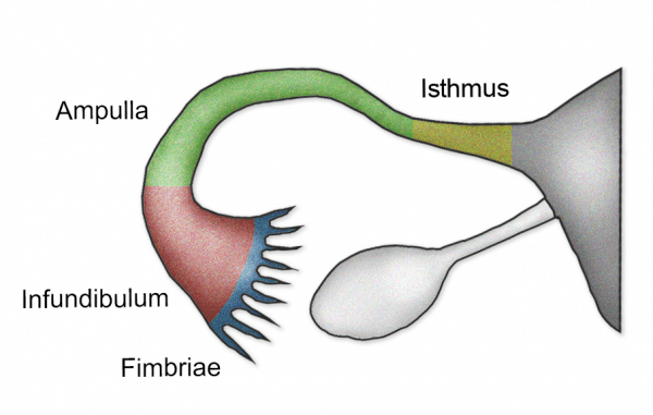 the-fallopian-tubes-uterine-structure-function-vascular-supply