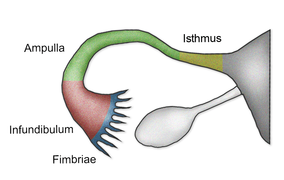 The Fallopian Tubes (Uterine) - Structure - Function - Vascular Supply