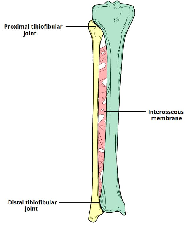 Durerea osteochondrozei la nivelul articulației umărului cauzează