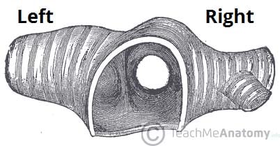 Fig 1.1 - Transverse section of the trachea, showing its bifurcation.