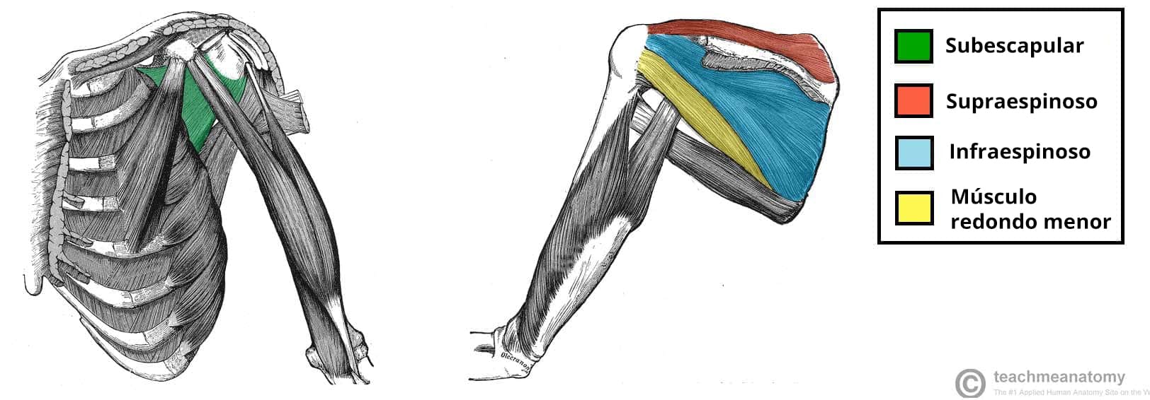 Ilustración de los músculos del manguito rotador que estabilizan la articulación del hombro.