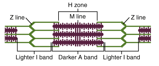 Skeletal Muscle Labeled Myofibril