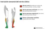 Inerva El nervio ciático - Trayecto - Motora - Sensorial - TeachMeAnatomy