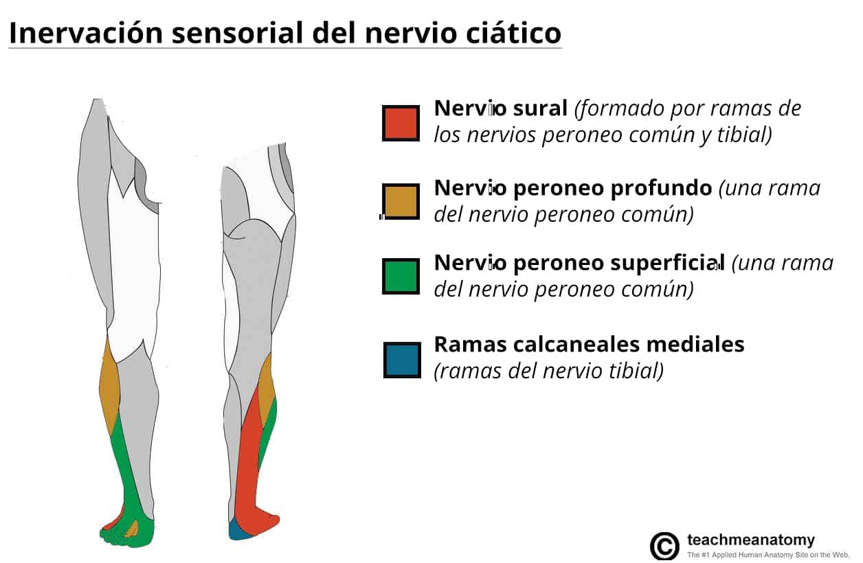 Diagrama que ilustra la inervación cutánea de las ramas terminales del nervio ciático.
