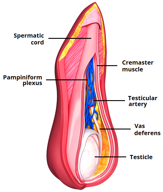 spermatic cord and vas deferens