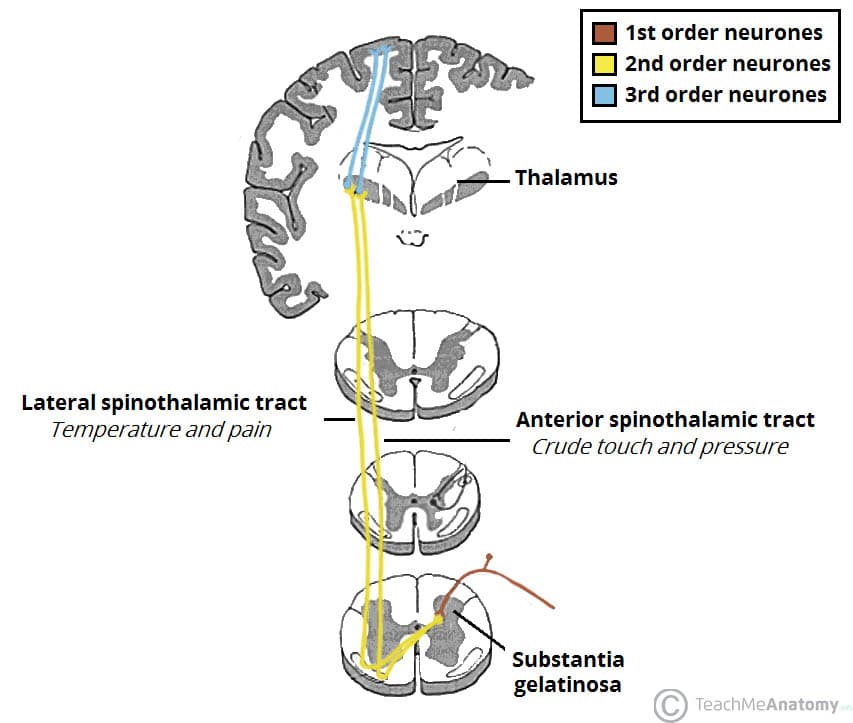 ventral spinocerebellar tract pathway