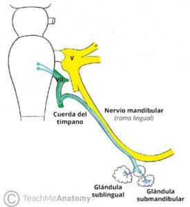 Fig. 4: el ganglio submandibular.
