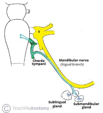 Branches of Mandibular Nerve Diagram