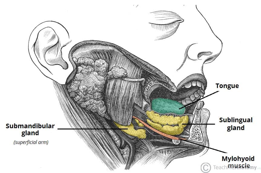 Fig 1.1 - The superficial arm of the submandibular gland.