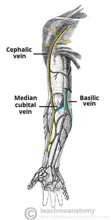 Venous Drainage of the Upper Limb Basilic Cephalic