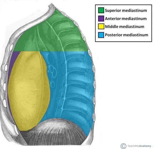 Mediastinum Anatomy | Superior, Anterior, Middle and Posterior Regions ...