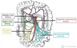 Diagram of the superior mesenteric artery and its branches, with emphasis on the position of the inferior pancreatoduodenal artery.