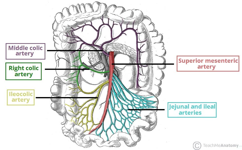 what does shotty mesenteric lymph nodes mean