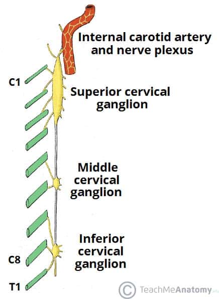 Fig 1.0 - The superior, middle and inferior cervical ganglia