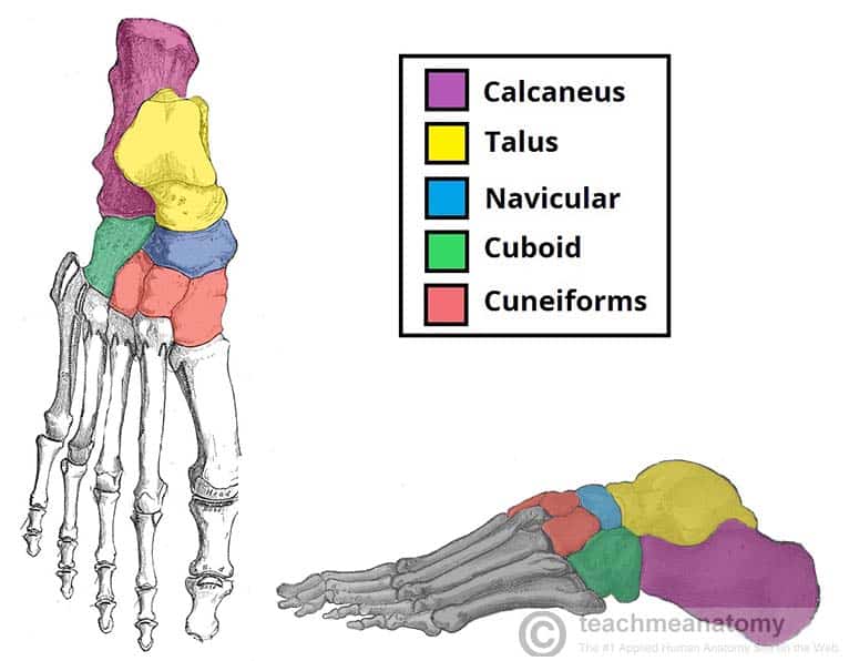 leg and feet bones