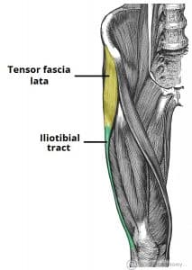 Illustration of the tensor fascia lata and iliotibial tract anatomy.