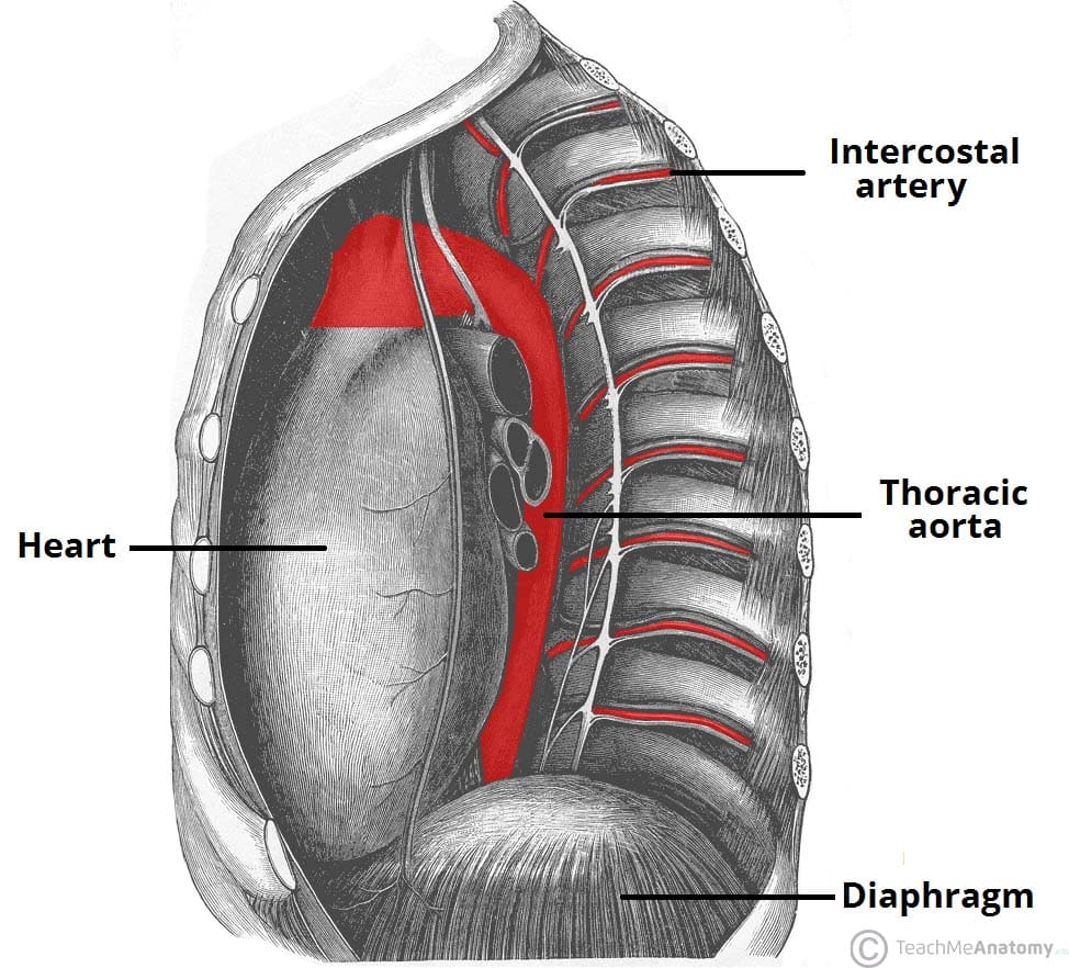Fig 1.2 - Lateral view of the thoracic aorta, with the intercostal branches shown.